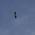 314-2598 Davenport IA - Pelicans in Flight